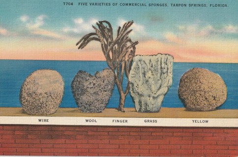 Vintage Unused Postcard: Linen: y: Sponges, Tarpon Springs, FL