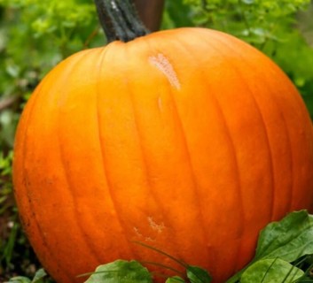 Champion Jack O'Lantern seeds--10