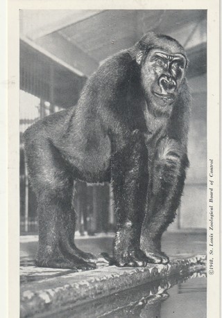 Vintage Unused Postcard: b&w: Saint Louis Zoo