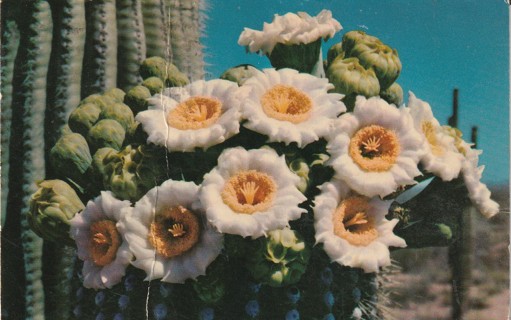 Vintage Used Postcard: (b1): Saguaro Cactus Flower