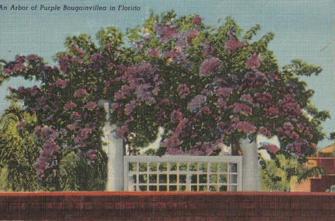 Vintage Unused Postcard: (f) Linen: Purple Bougainvillea in Florida