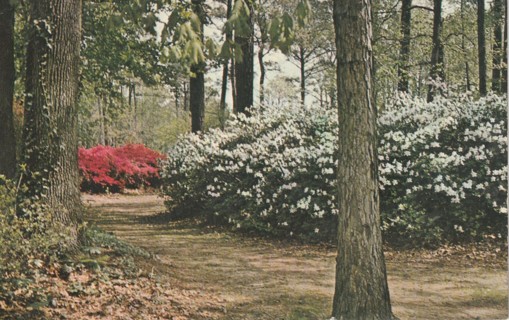 Vintage Used Postcard: a: 1970 Botanical Gardens, Norfolk, VA