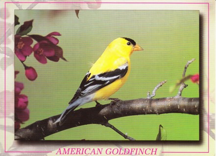 Vintage Postcard American Goldfinch