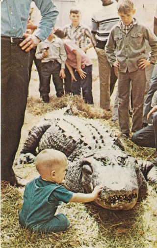 Vintage Postcard Alligator