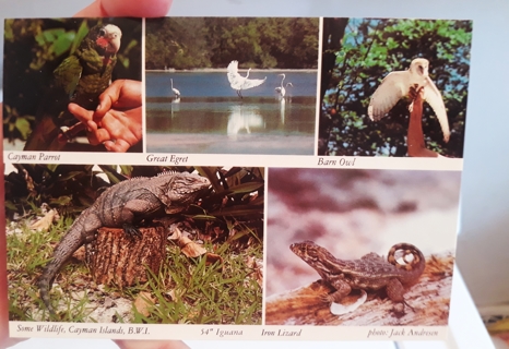 Wildlife of Cayman Islands Postcard (blank, unused)
