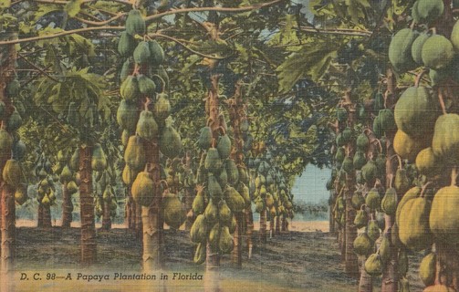 Vintage Unused Postcard: s: Papaya Tree