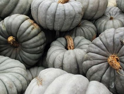 Green grayish pumpkins