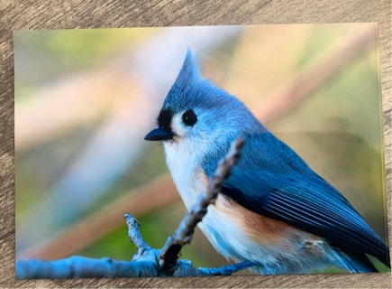 Photograph Of A Blue Jay