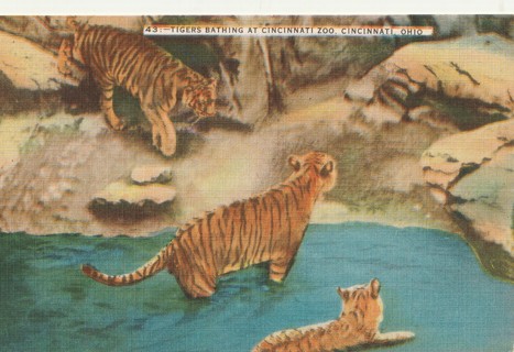 Vintage Unused Postcard: s: Tigers at Cincinnati Zoo, OH