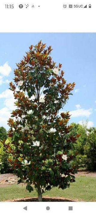 Magnolia Seeds