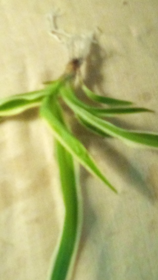 Small variegated spider plant with roots