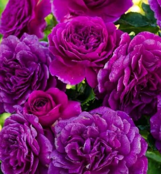 I Like Purple Rose