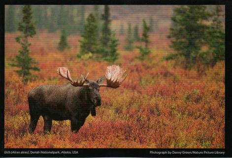 Postcard - National Geograhpic Magic nature - #39 - Alaska USA