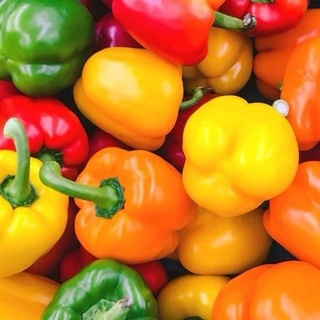 Yellow Bell Pepper Seeds