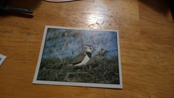 Lapwing