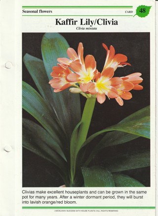 Success with Plants Leaflet: Kaffir Lily/Clivia