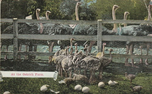 Vintage Used Postcard: gin y: 1912 At the Ostrich Farm