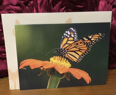 Monarch Butterfly on Flower blank card