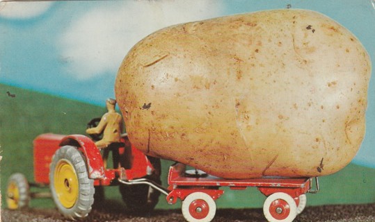 Vintage Used Postcard: (b1): Maine Potato