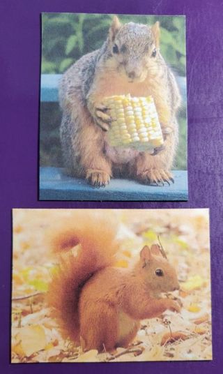 Squirrel Magnets