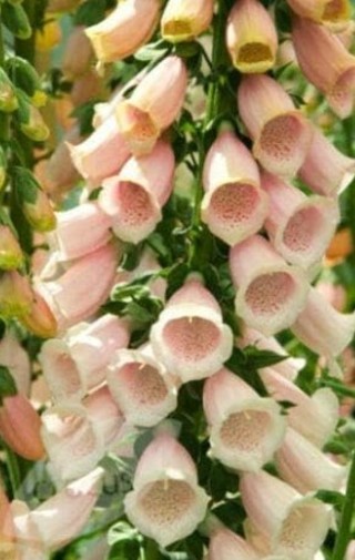 Apricot Foxglove