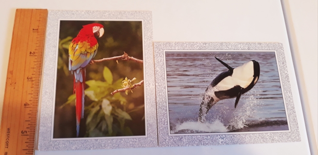 2 Wildlife Notecards (with Envelopes)