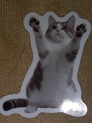 Cat Cute nice one vinyl sticker no refunds regular mail only Very nice quality!