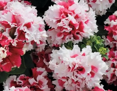 Red Pirouette Petunia