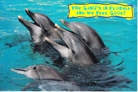 Vintage Postcard Dolphins