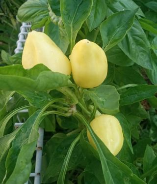 15 Feher Ozon Paprika Pepper Seeds