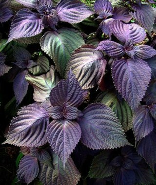 100 Purple Shiso Seeds, Perilla, Beefsteak Plant * organically grown