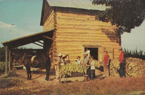 Vintage Unused Postcard: j: Stringing Tobacco at Harvest Time