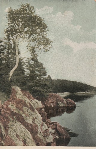 Vintage Unused Postcard: gin: Pre Linen: Lone Birch, High Head, Castine, Maine