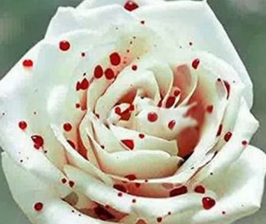 Blood Drop Rose